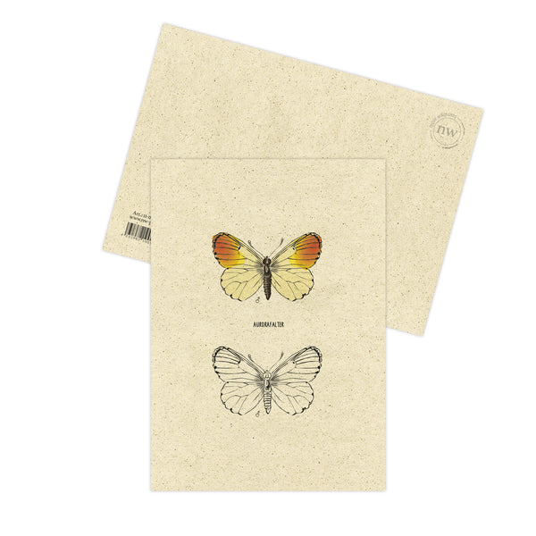 Postkarte "Aurorenfalter", Schmetterling