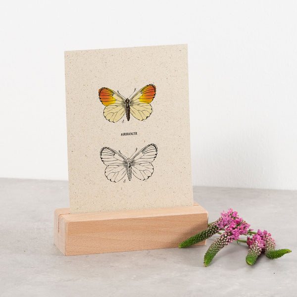 Postkarte "Aurorenfalter", Schmetterling