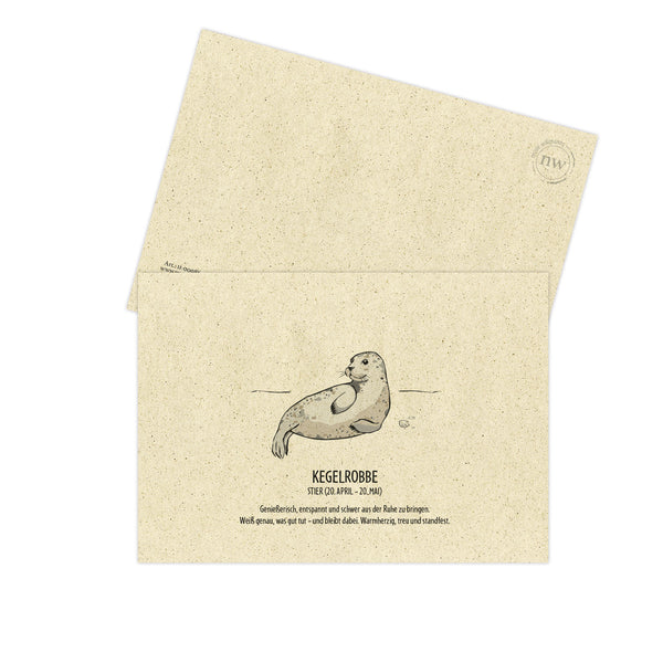 Postkarte "Kegelrobbe", Stier